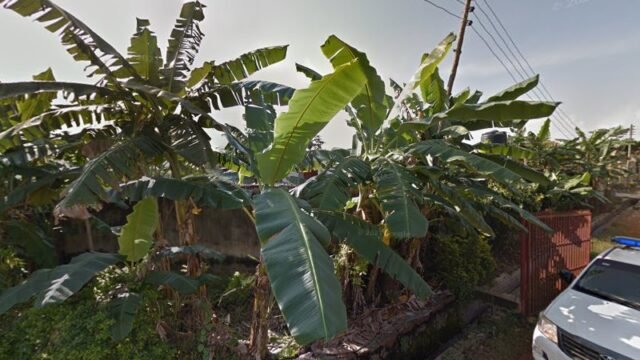 thumbnailpanoidK_SJ-HAqR-PTXtQzjGQLpQcb_clientsearch.gws-prod.gpsw800h500yaw168.53539pitch0thumbfov100.jpeg