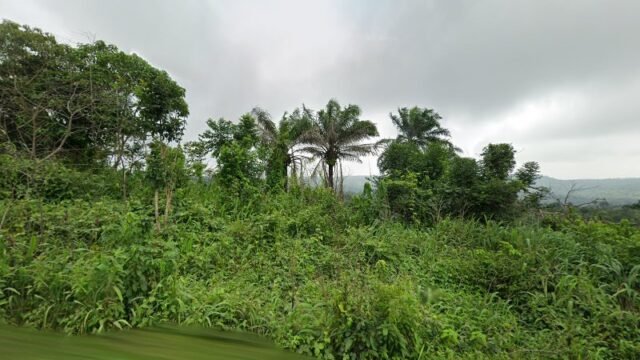 thumbnailpanoidha3HbJudNtv__5DgJoc_Lwcb_clientsearch.gws-prod.gpsw800h500yaw306.08228pitch0thumbfov100.jpeg